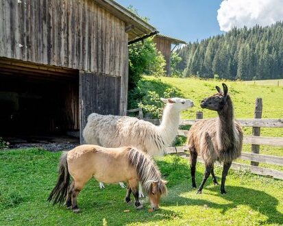 schladming-sommerurlaub-familienurlaub-pony-lamas-klein